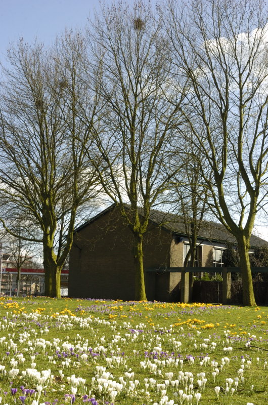 Gemiddelde boomhoogte in Harderwijk  - voor hoogbouw visie